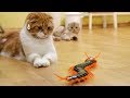 대왕 지네를 본 고양이의 반응 Cats' Reaction to a Giant Centipede [SURI&NOEL CAT's STORY]