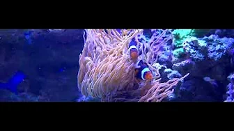 Aquarium Design Professionals