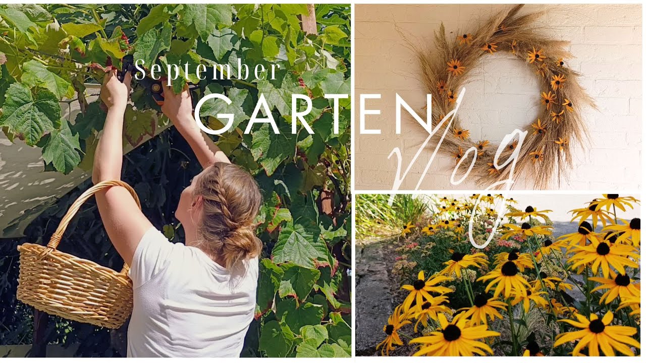 Garden Days in September 🍂 Harvest, Dried Flowers & Autumn Vibes | No Talking Vlog