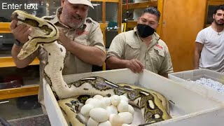 NEVER Seen an Egg Like This ! CRAZY SNAKE Genetics At Prehistoric Pets