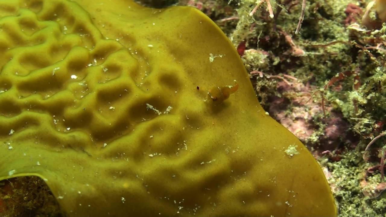 ダンゴウオ（Lethotremus awae）11