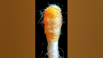 Cotton swab macro asmr #closeup #macro #asmr #satisfying #closeup #macro video #viral