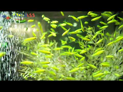 🐠Aquass - Данио глофиш зеленый (Danio glofish electric green)