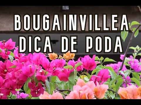Vídeo: Dicas de poda de buganvílias - quando e como podar arbustos de buganvílias