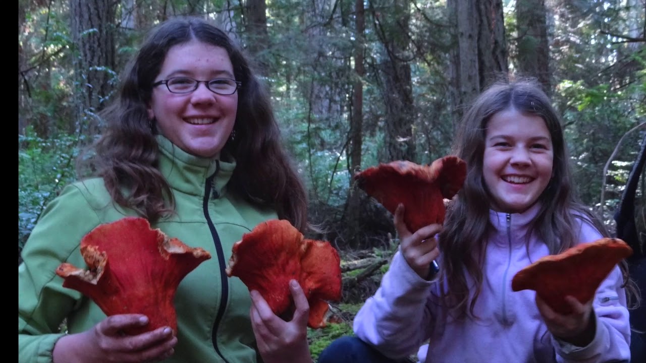 Fall mushroom hunting in the Washington Cascades 2018 YouTube