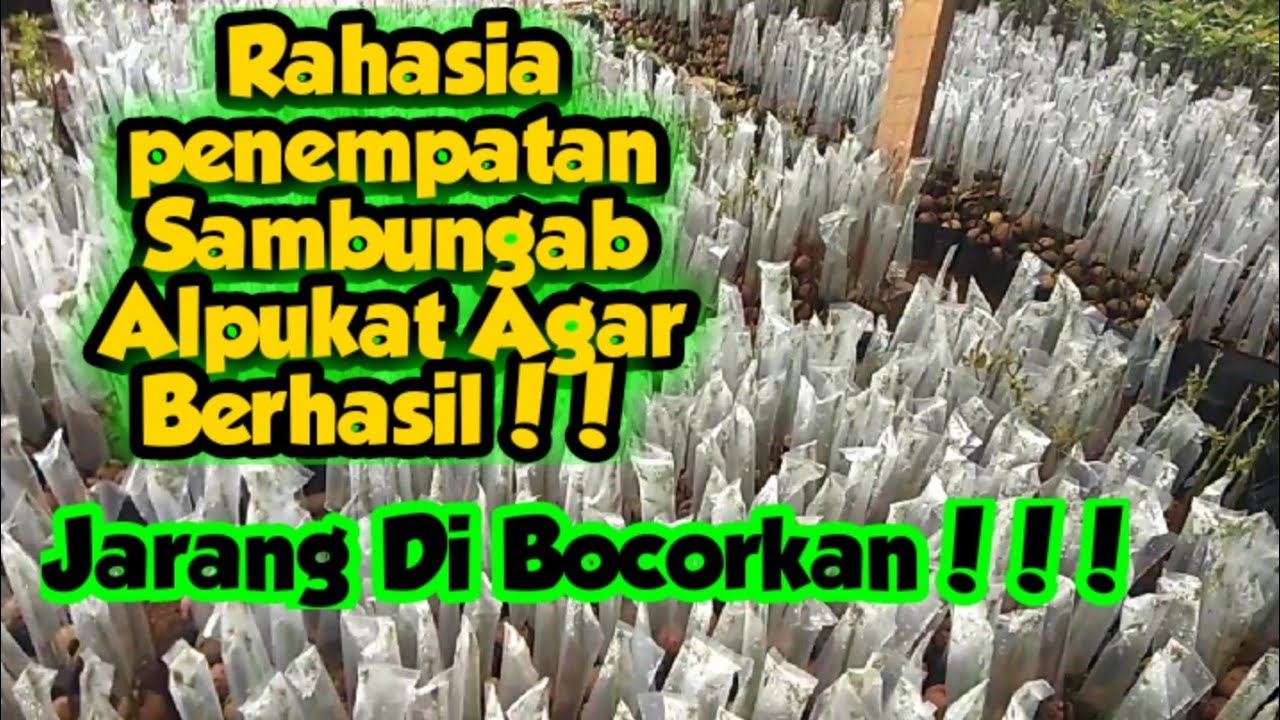TERBONGKAR!!!  Rumah Sambung Pucuk Alpukat Agar Berhasil 100% Jadi !!!