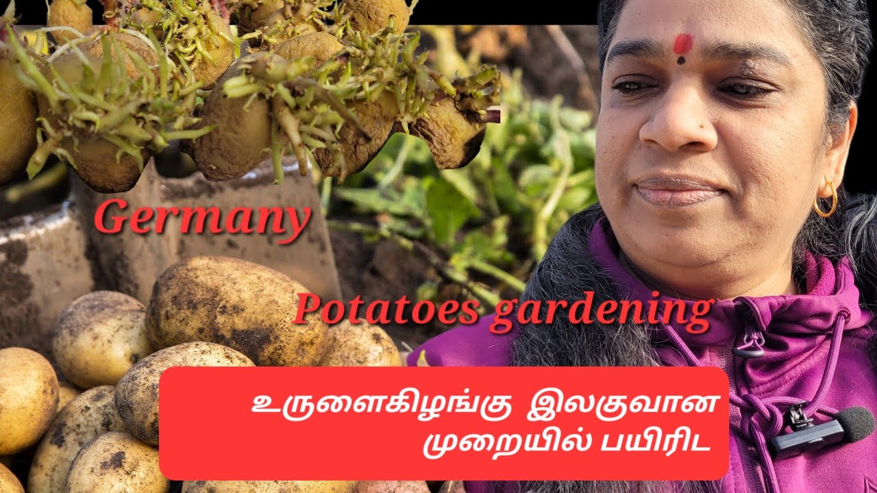 உருளைக்கிழங்கு விவசாயம், Potato Successfully gardening |உருளைக்கிழங்கு வளர்ப்பு முறை   #Potatoes 