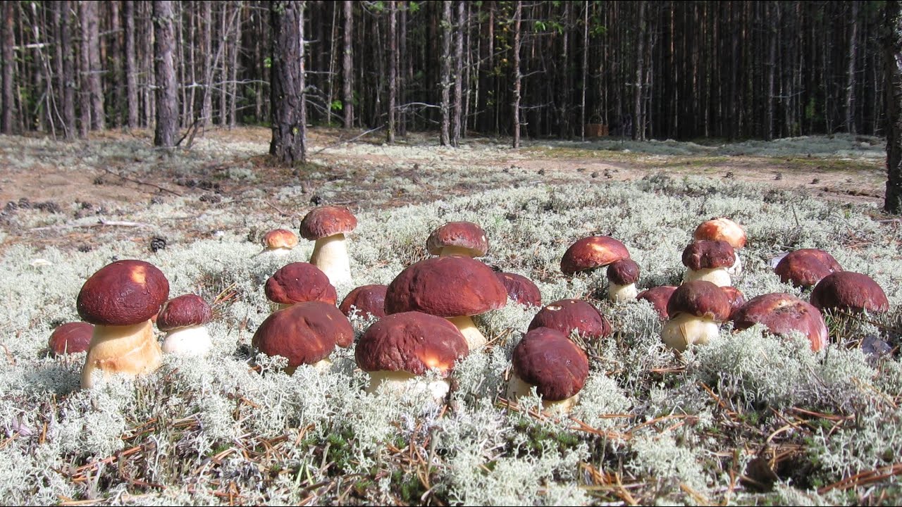 Лес много грибов растет