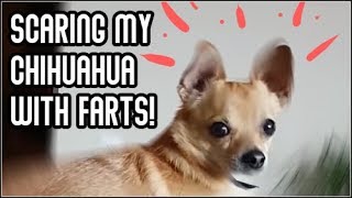 Scaring my chihuahua with farts compilation. YLYL!