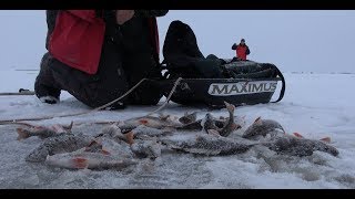 Ловля окуня зимой на блесну. озеро Ильмень. Аркадский залив. Трудовая рыбалка 2018.