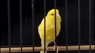 100% Super ||| Burung Kenari American Singer Masteran Penyanyi Gacor dan Ngetik Durasi Panjang