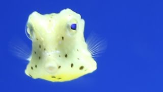 【高画質】コンゴウフグ (沼津港深海水族館) Numazu Deep Sea Aquarium