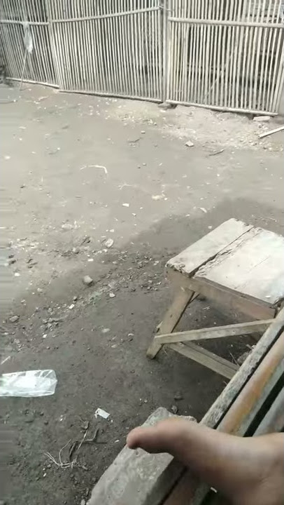 acong vs basong