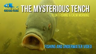 The mysterious tench / Fishing and underwater video