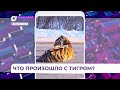 Лежащего на проезжей части тигра обнаружили на границе с Приморьем