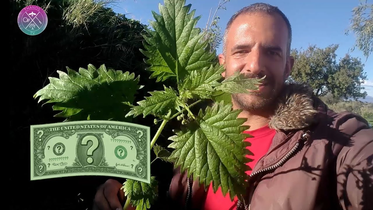 💶 280€ το Κιλό! Ποιό είναι το Θαυματουργό Φυτό με τόσες Θεραπευτικές ιδιότητες και οφέλη;