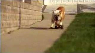 Skateboarding Bulldog