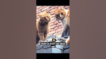 Thumbnail of Dudes Meow Breaks Off Cat Fight #Jesus #Jesuslovesyou #cat #cats #foryou #funny #youtubeshorts