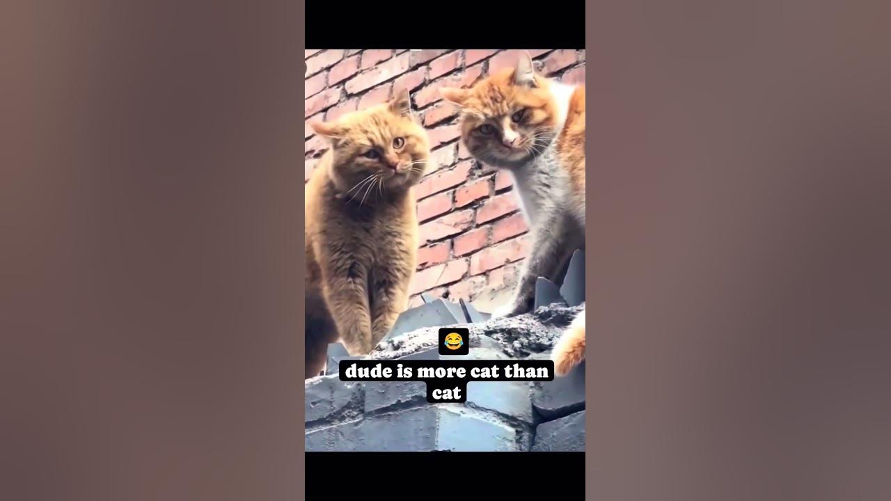 Dudes Meow Breaks Off Cat Fight #Jesus #Jesuslovesyou #cat #cats #foryou #funny #youtubeshorts