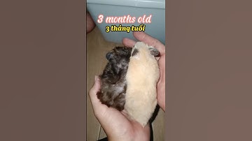 Quá trình phát triển của chuột hamster như thế nào ? Nhớ xem hết Video  #bettashop #traicabetta