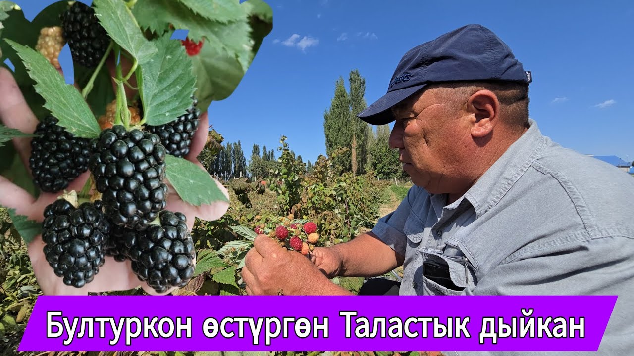 Бүлдүркөн өстүргөн Таластык дыйкан 