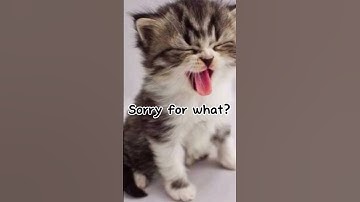 The poor cat didn’t deserved this #blender #cat