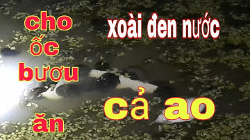 MÔ HÌNH NUÔI ỐC DƯỚI AO ĐẤT | TRẠI ỐC VĂN HẢI☎️0917.700.833