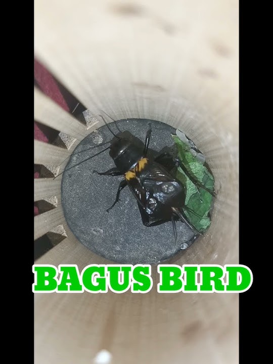 SUARA JANGKRIK UNTUK MASTERAN BURUNG