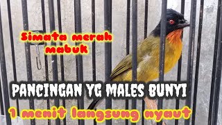 Masteran kutilang emas full isian