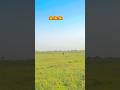 Kya Tumhe Pata Hai Ay Gulshan#song #shorts #video best WhatsApp status old is #viralsong ❤️😍