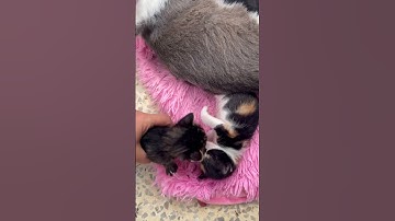 جمعة مباركة سورة الكهف #اكسبلور #قطط #قران_كريم #سورة_الكهف #جمعة_مباركة