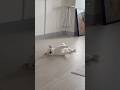 #わたしの犬 #みつめる選手権 おもちくんver🐶🤍