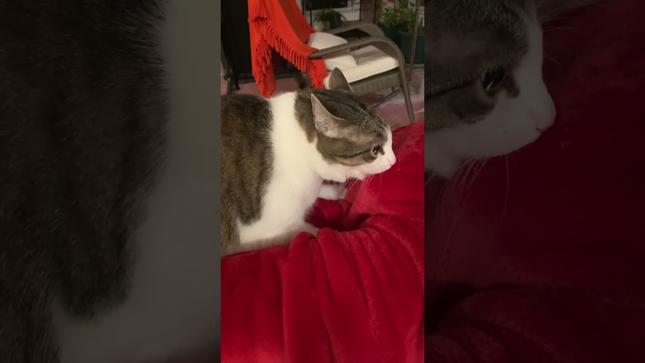 | Cat Romeo is kneading and biting the blanket |