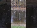 Утки