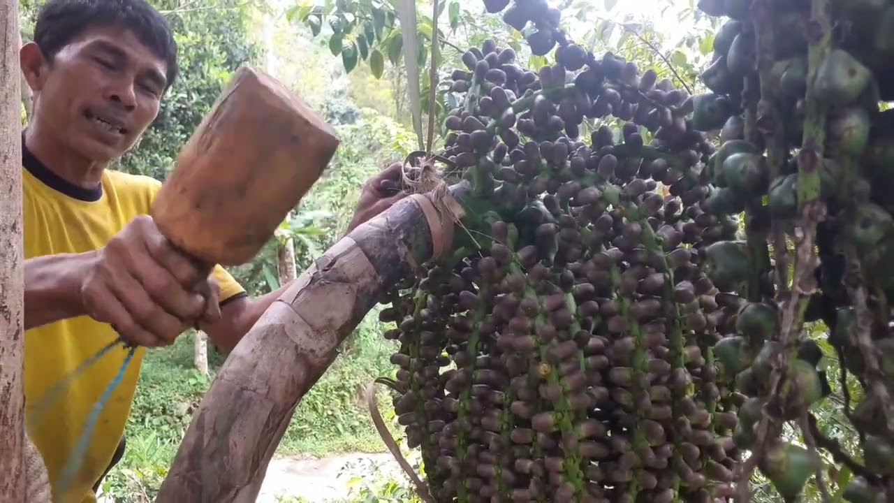 Simak !! Pemula harus nonton video ini Cara mengayun dan memukul manggar aren bagi pemula