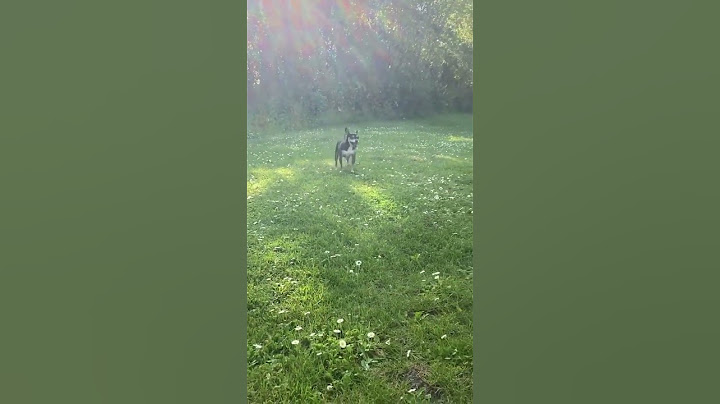 I'm a happy, happy dog 🐕