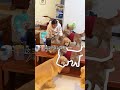 A table full of cute dogs. Original video. Debut plan for cute pets.