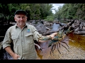 Don't Log the Tarkine