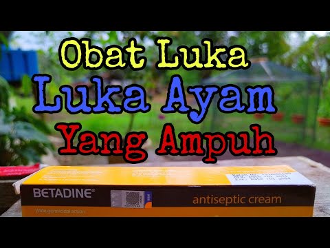 Video: Cara Penjagaan Ayam yang Cedera