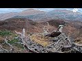 Hes back prince returns to loch arkaig osprey nest one with a fish 2 apr 2024