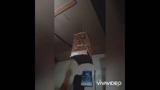 Suara ngeropel trucuk di pagi hari