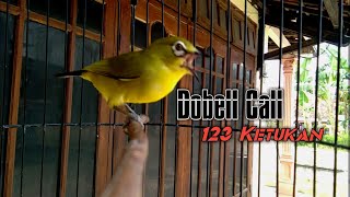 PLECI NGECALL DOBEL DAN BELAJAR NEMBAK BUKA PARUH