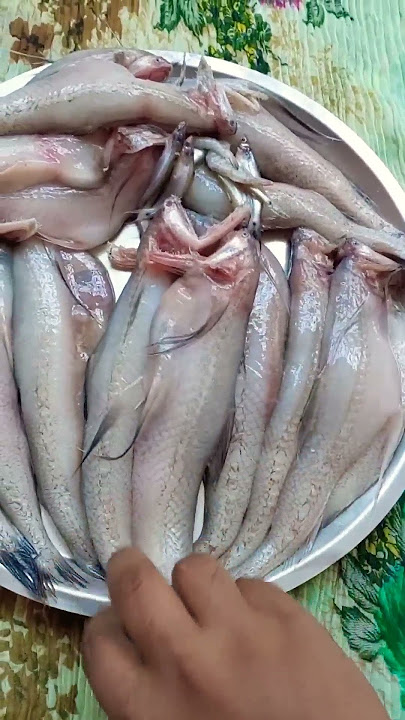 Lota fish। Fresh Lota Fish Recipes। Viral Video। Shuvo Susmita Lifestyle। #shorts