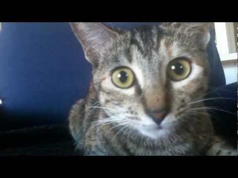 Funny Cat Reaction!