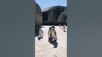 penguin run jump #viral #trending #shorts