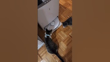 Mei and Mimi react to their first Robot Vacuum 🧹🤖 #deebot #robovac #robotvacuum #cats