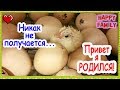 Первый цыпленок Саша мастерит кормушку / Веселая семейка