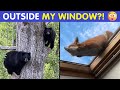 The Most Unexpected Views People Have Ever Seen From Their Windows 😲