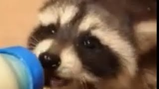 Cute And Funny Animals. Clean Animal Tiktoks