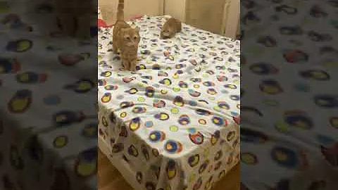 В омут с головой😻-Вязка котов